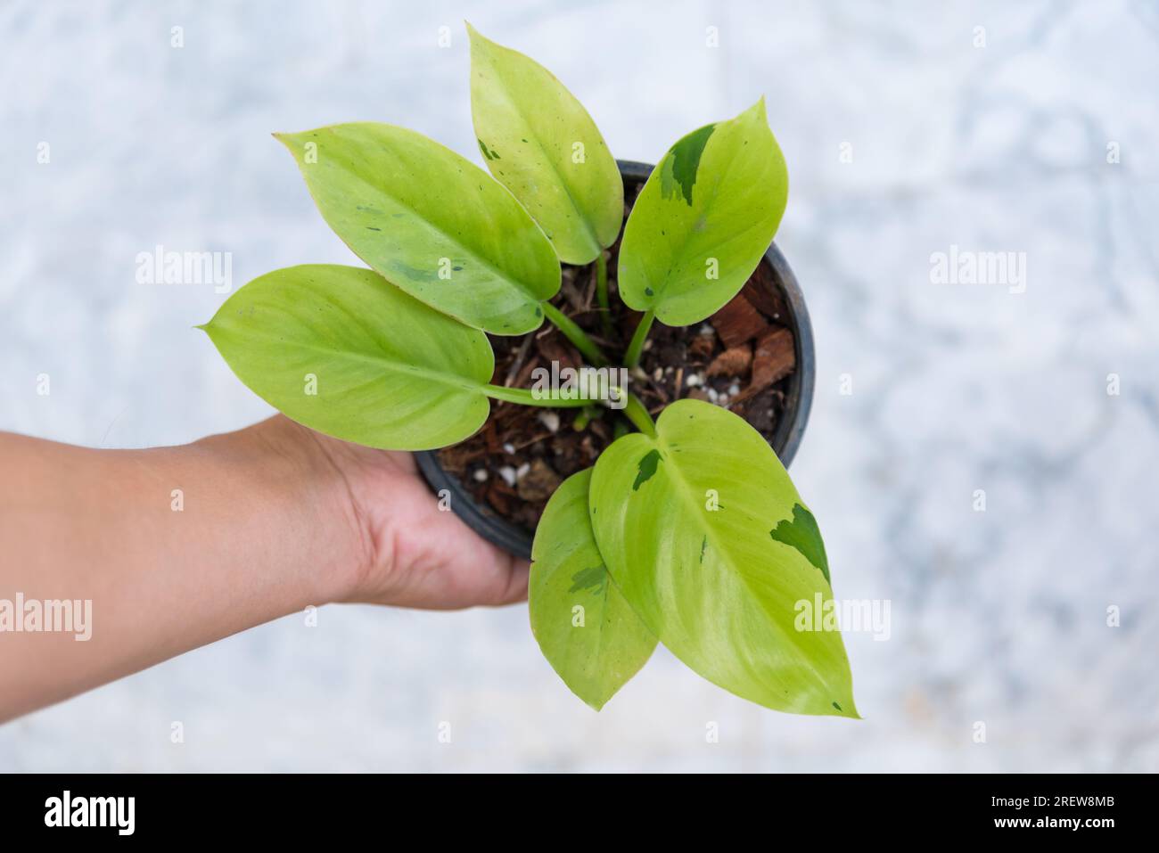 green congo philodendron Philodendron 'Congo Green Variegated'