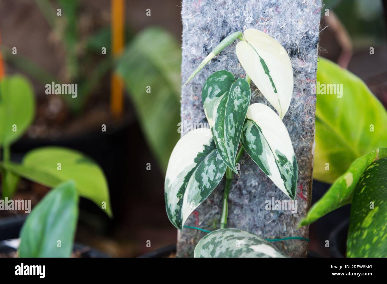 LeafySoulmates-20555.jpg?v=