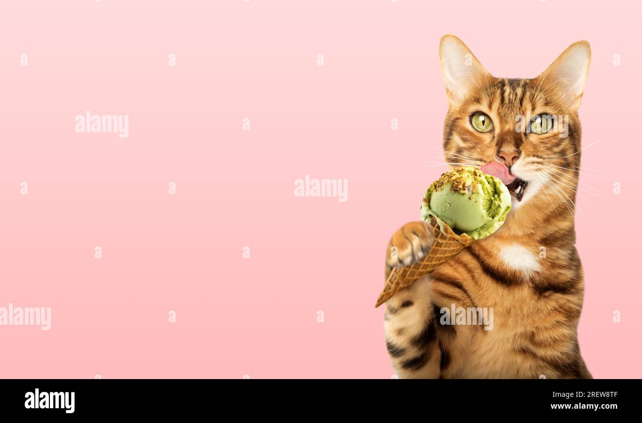 Portrait of a ginger cat licking an ice cream cone on a pink background
