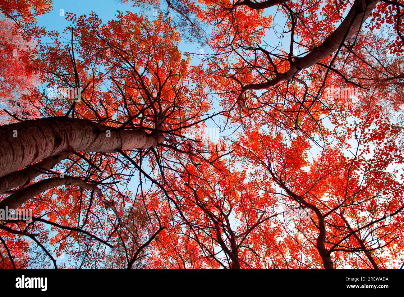 trees with red leaves and sky, autumn nature Stock Photo