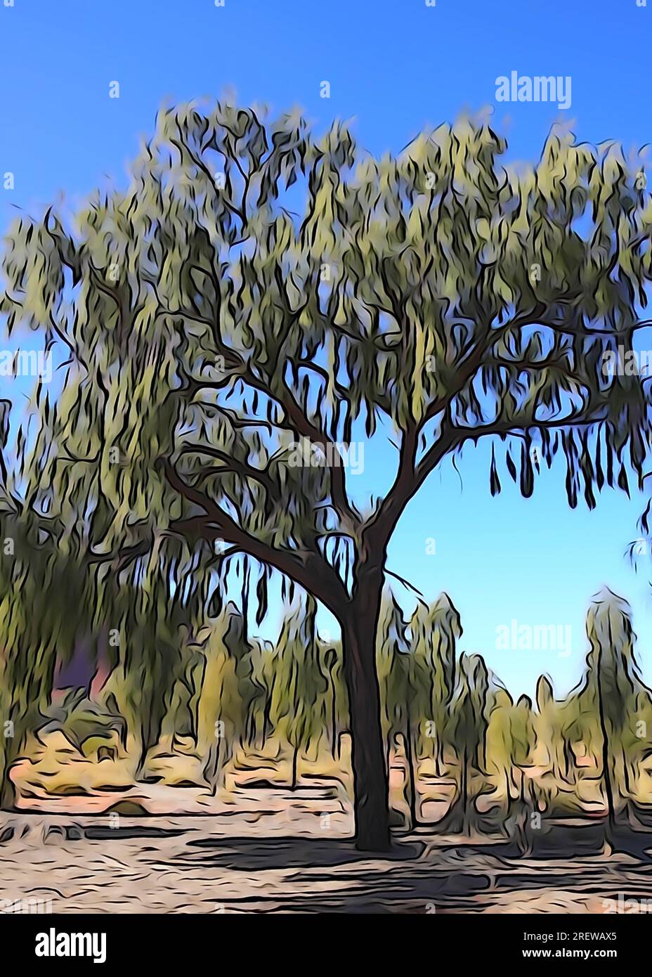 In-Camera Illustration of an Acacia Tree in the Australian Outback ...