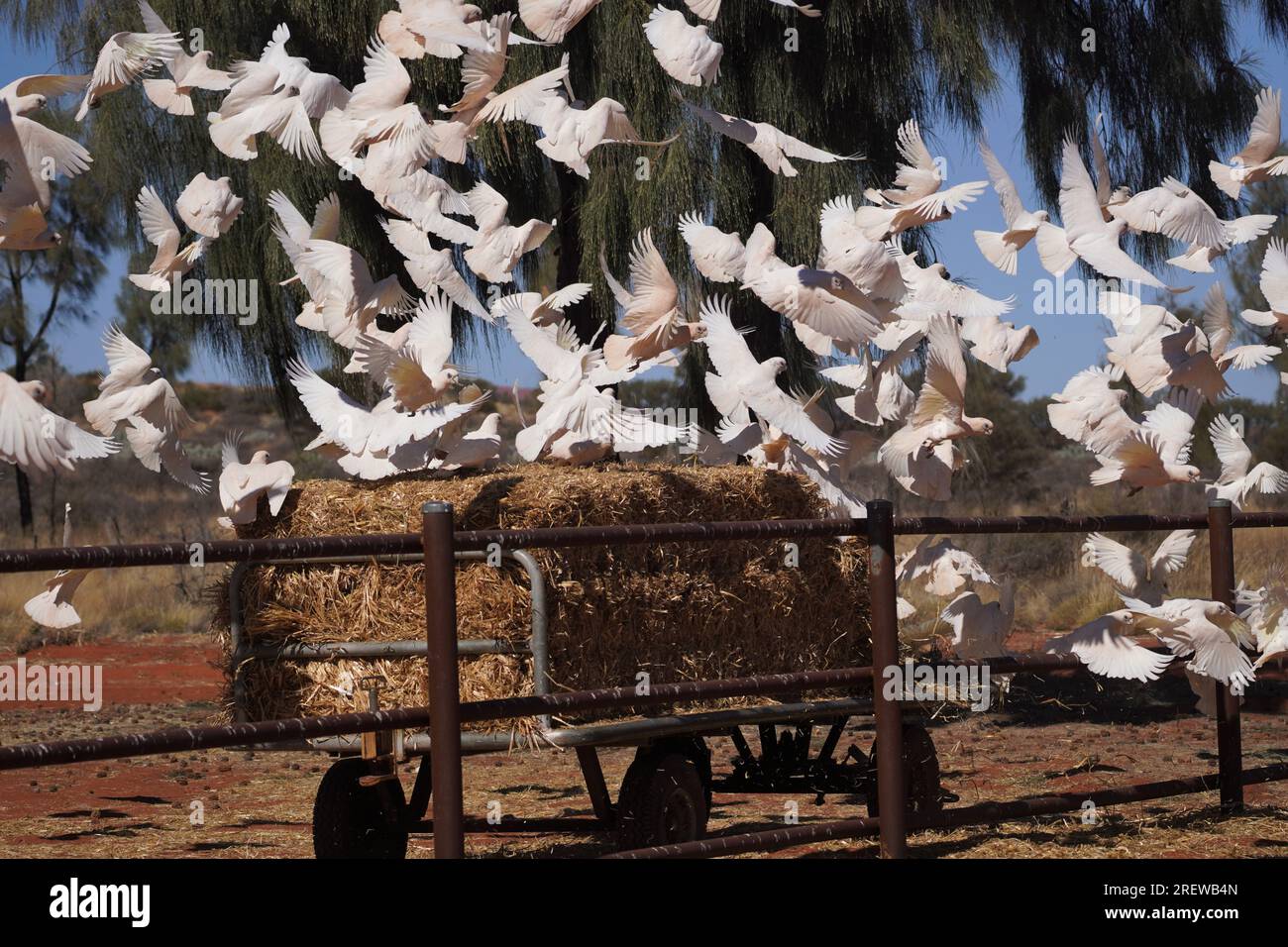 Motion Blur of a Flock of startled Little Corella Birds taking off from