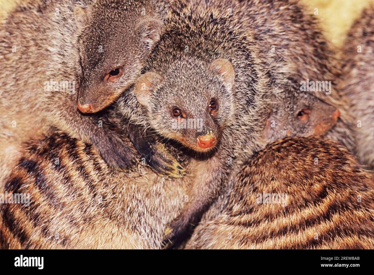 The banded mongoose (Mungos mungo) is a mongoose species native from the Sahel to Southern Africa. Stock Photo
