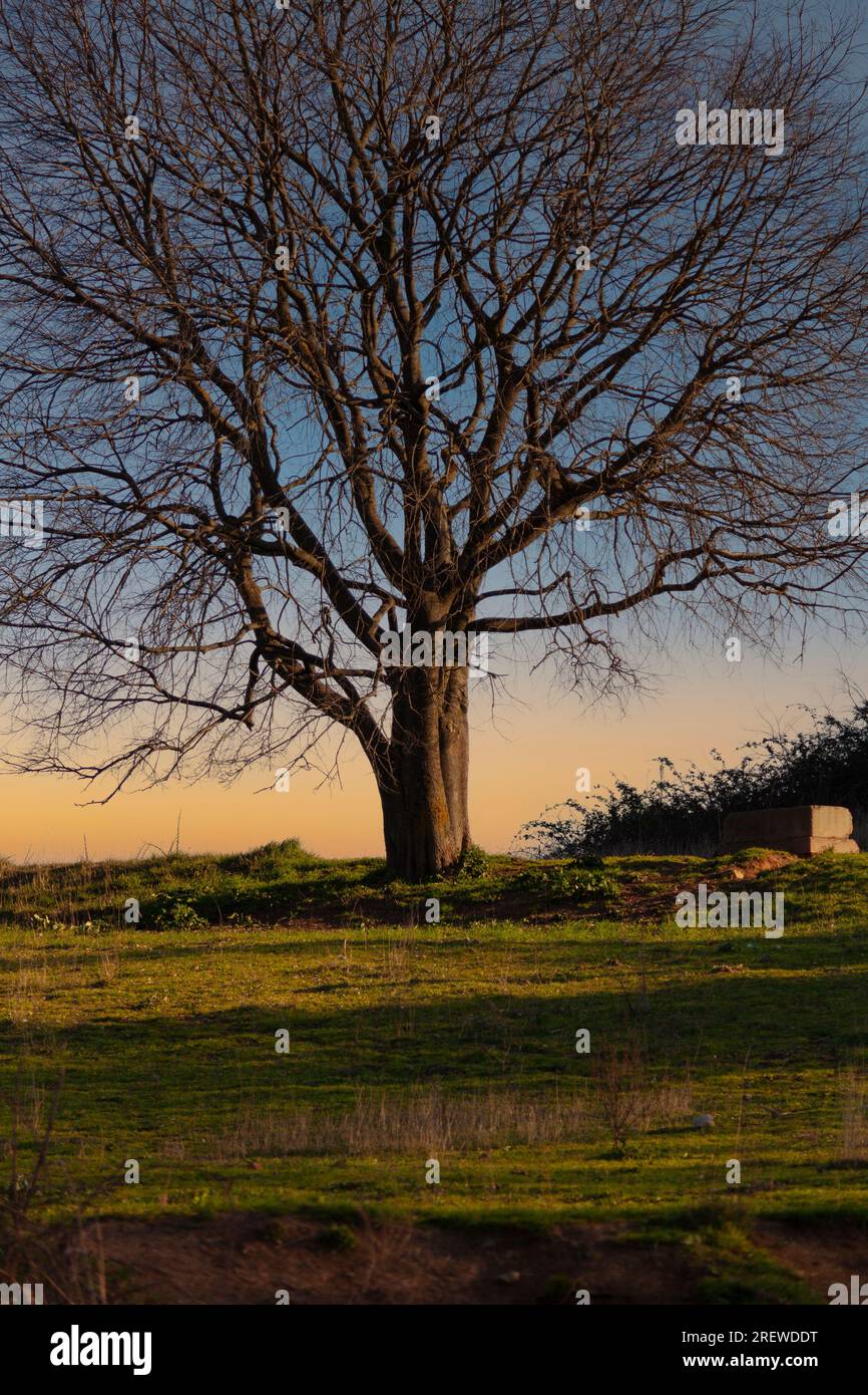Promonient Tree Prominent leafy branch hi-res stock photography and images - Alamy