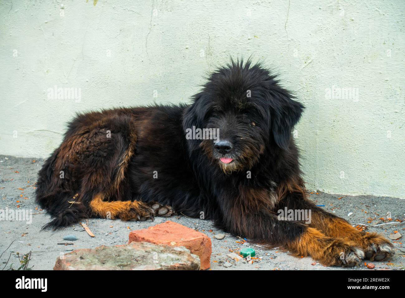 Fierce Himalayan Guard Dog, a blend of black and brown fur. Majestic Himalayan Mastiff, vigilant protector. Stock Photo