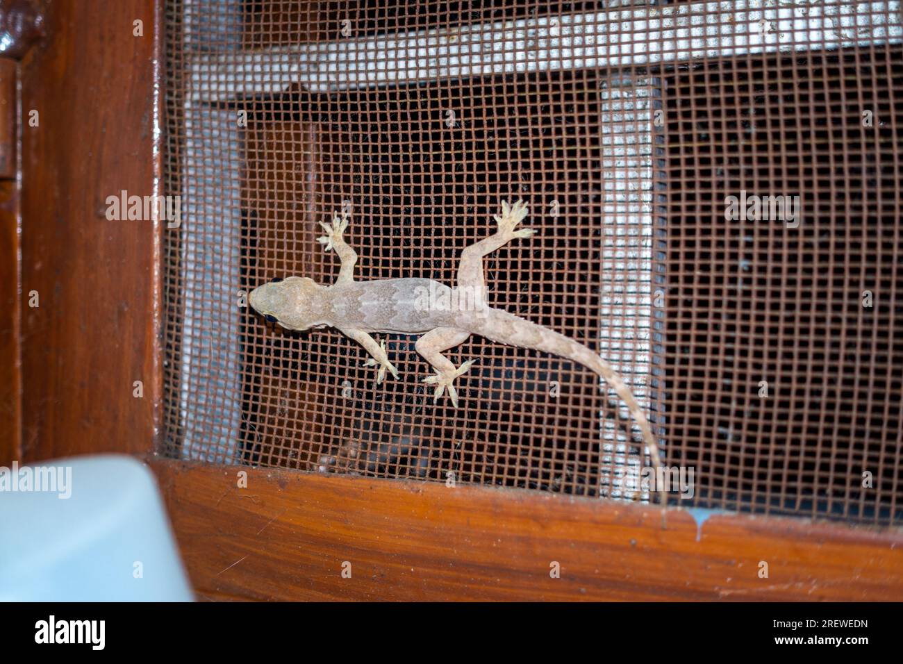 Tropical house gecko habitat hires stock photography and images Alamy