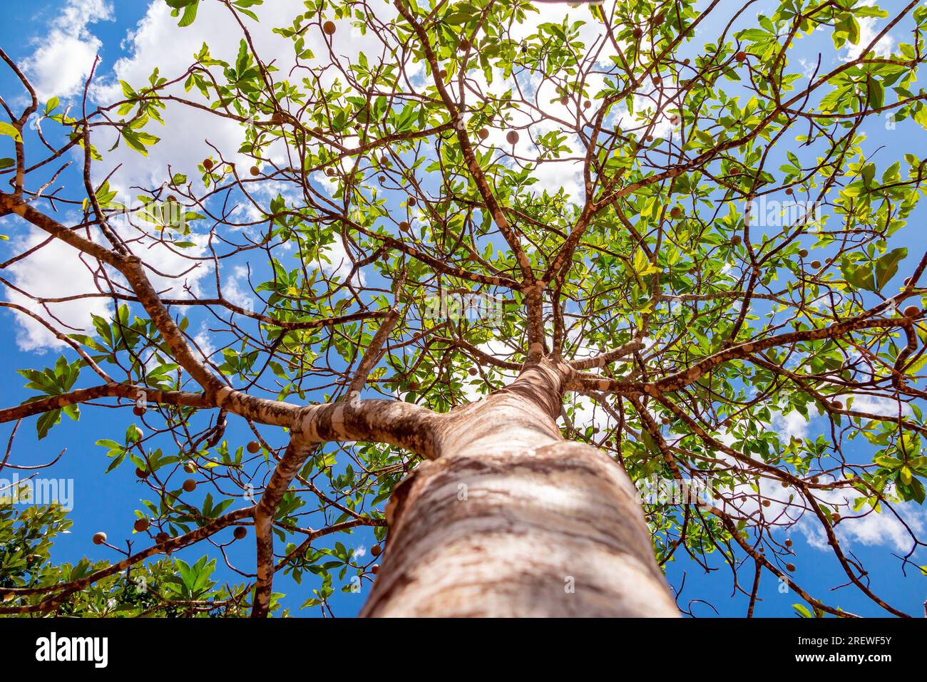 Jenipapo (Genipa americana), many fruits on the tree with blue sky in the background. Selective focus Stock Photo