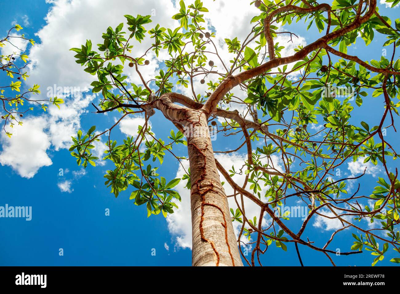 Jenipapo (Genipa americana), many fruits on the tree with blue sky in the background. Selective focus Stock Photo