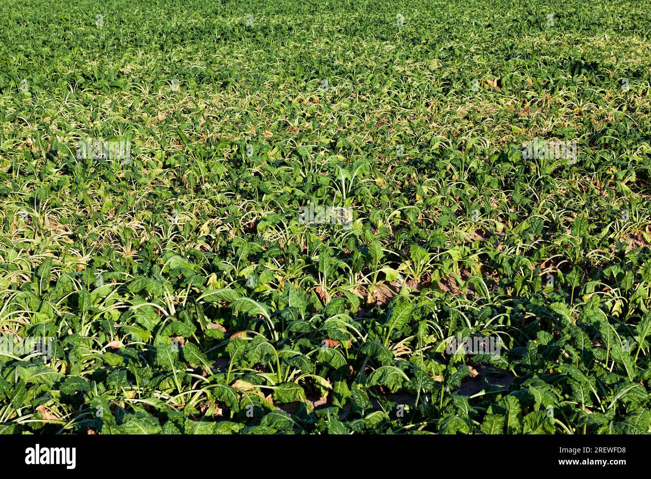 agricultural field where a large number of green sluggish beets grow