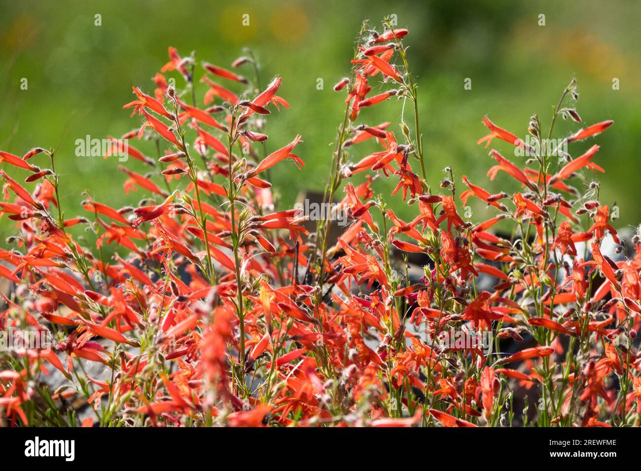 Pineleaf Penstemon, Red, Flowers, Garden, Perennial, Plant, Penstemon pinifolius, Pineleaf Beardtongue Stock Photo