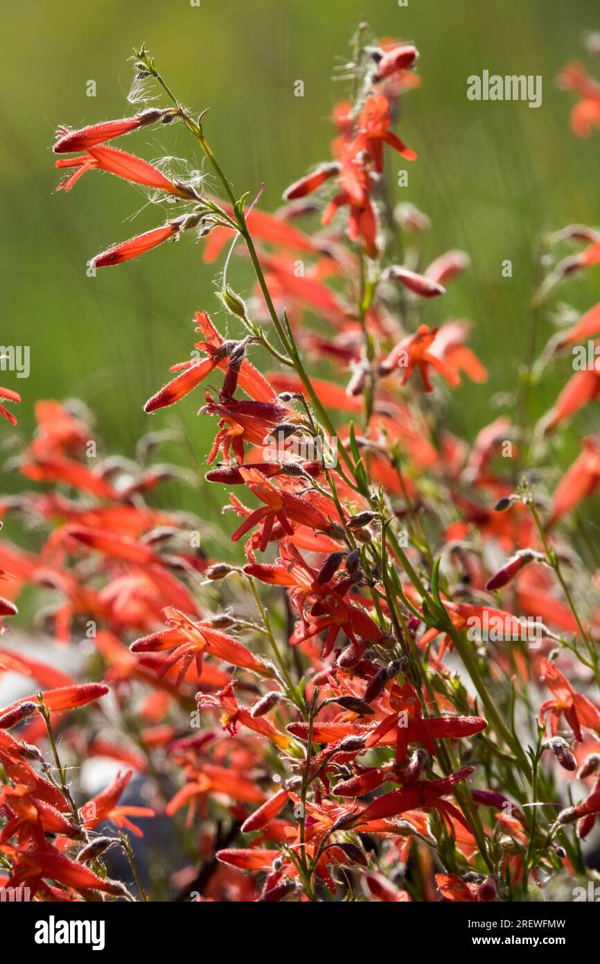 Red, Beardtongue, Flower, Penstemon pinifolius, Perennial, Penstemons, Garden, Plant Stock Photo