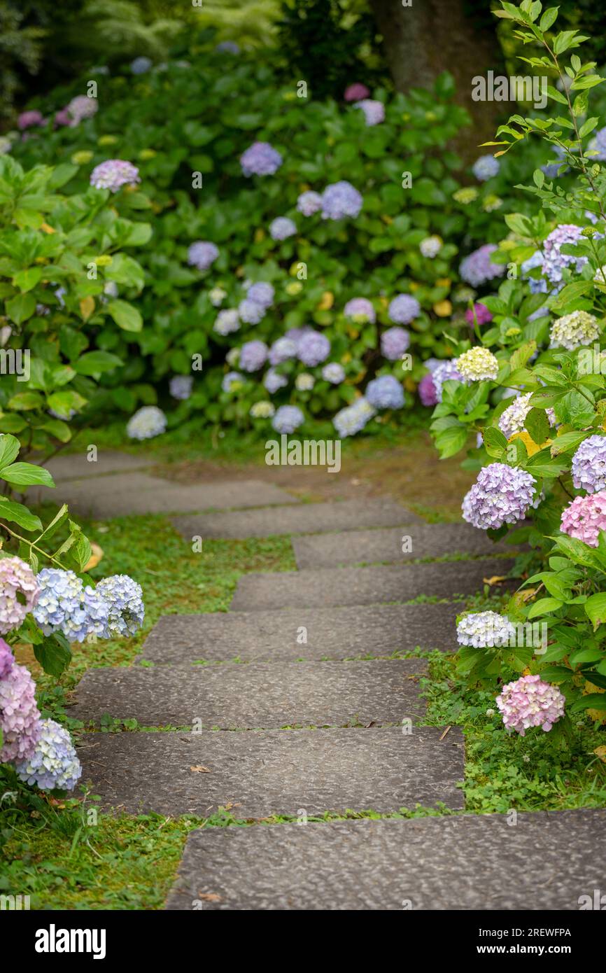 Hydrangea macrophylla flowering shrubs and bushes in the garden path ...