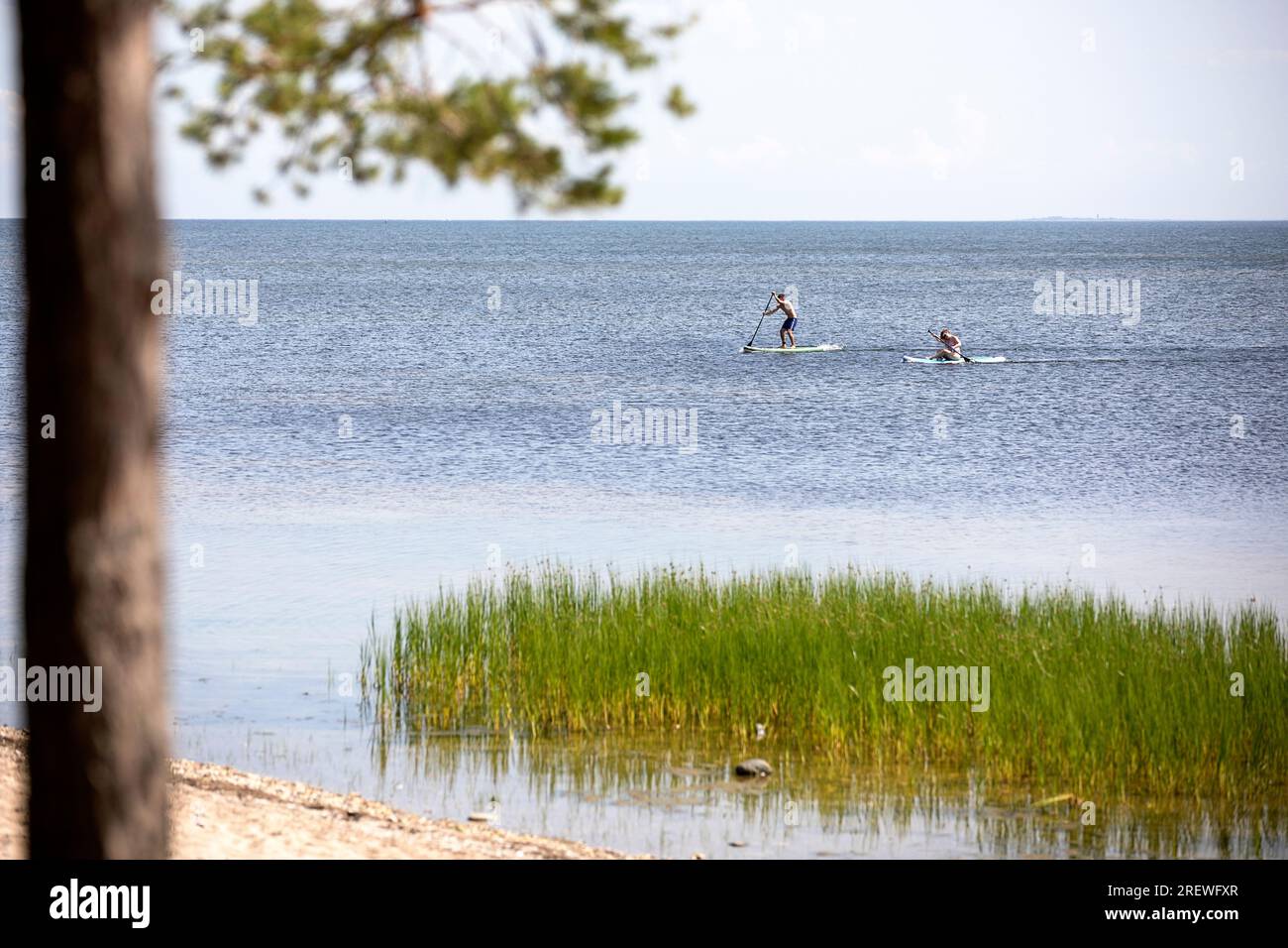 Tourists relaxing on paddle boards near sandy beach on a beautiful summer sunny day on Kihnu island, Baltic sea, Estonia Stock Photo