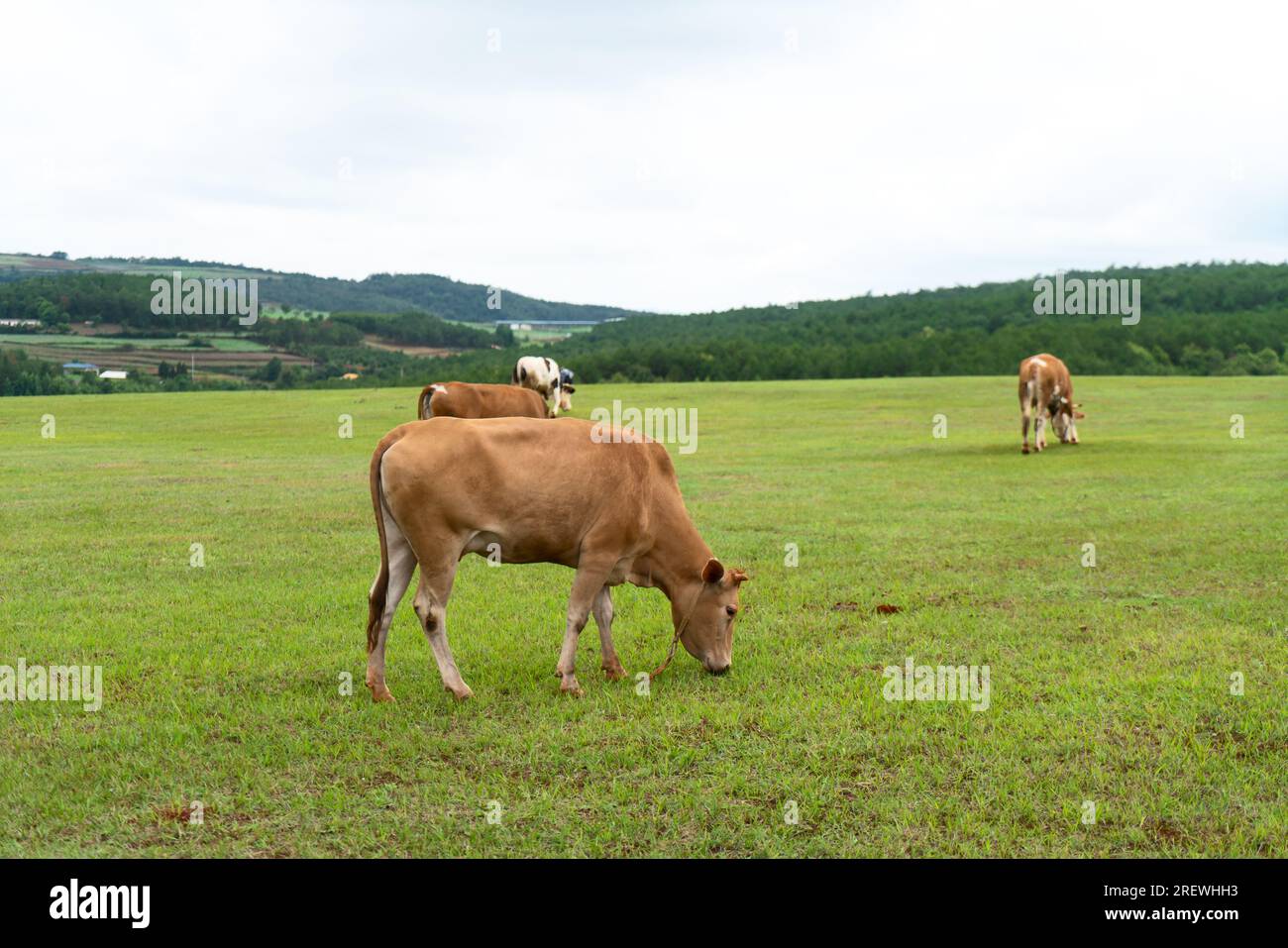 Cows and grassland. Photo in Yunnan, China Stock Photo Alamy