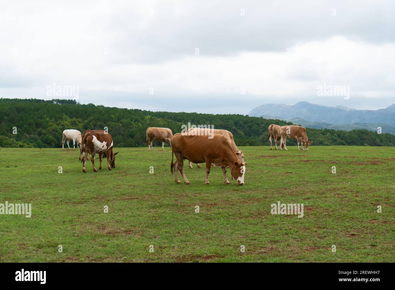 Cows and grassland. Photo in Yunnan, China Stock Photo Alamy
