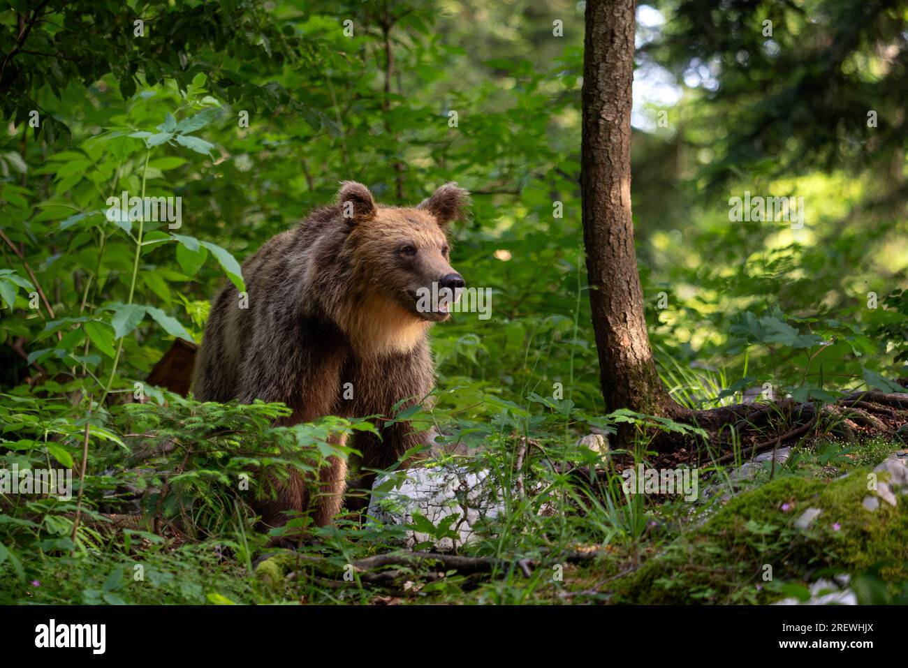 Brown Bear - Ursus arctos large popular mammal from European forests and mountains, Slovenia, Europe. Stock Photo