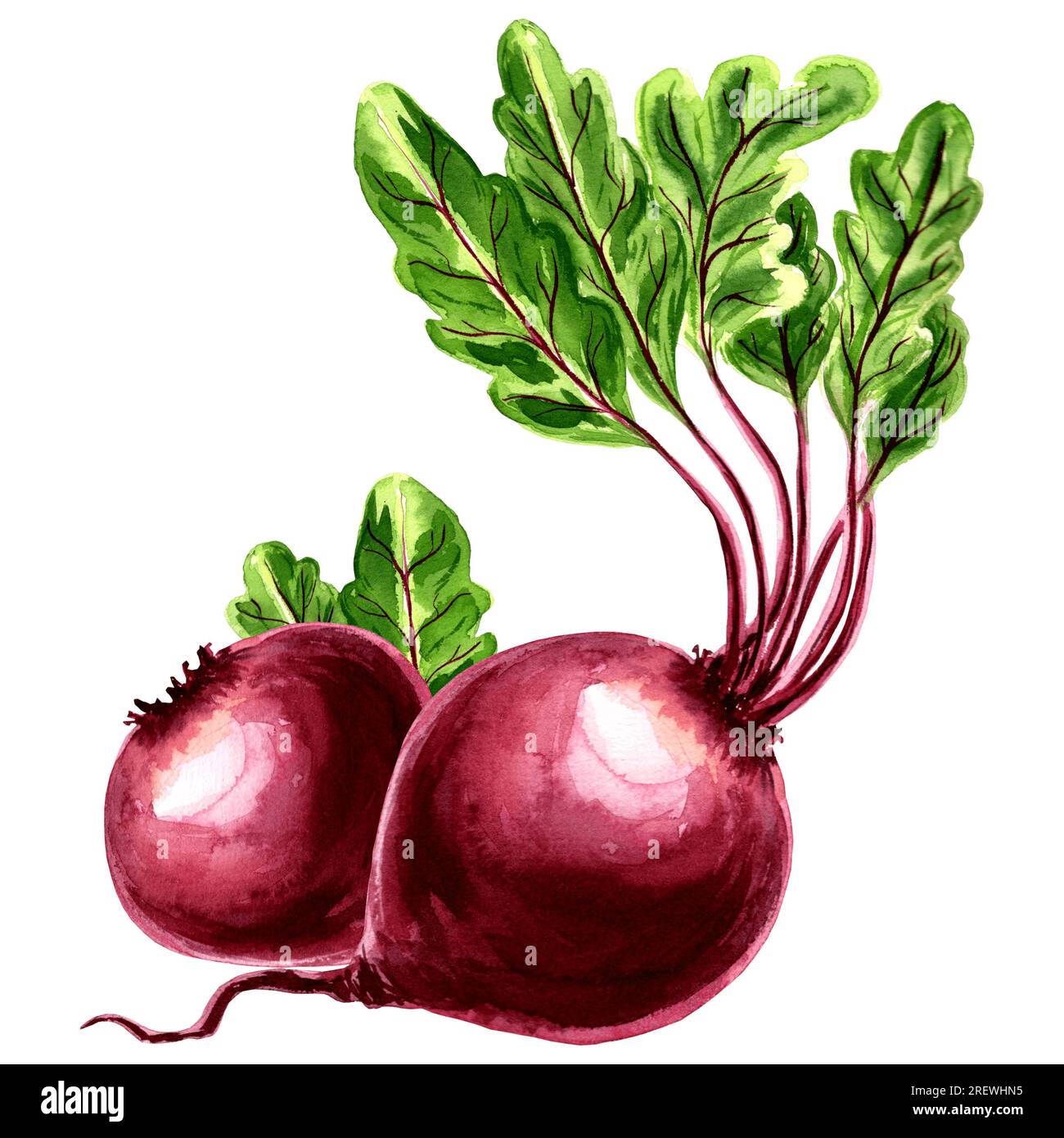 Beetroot hand hi-res stock photography and images - Alamy