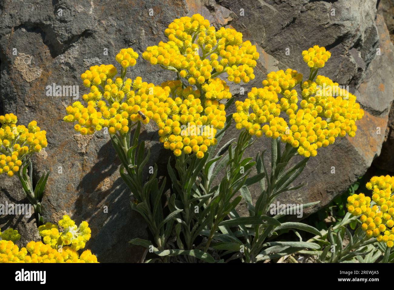 Woolly Yarrow, Achillea yellow flowers rockery Stock Photo - Alamy