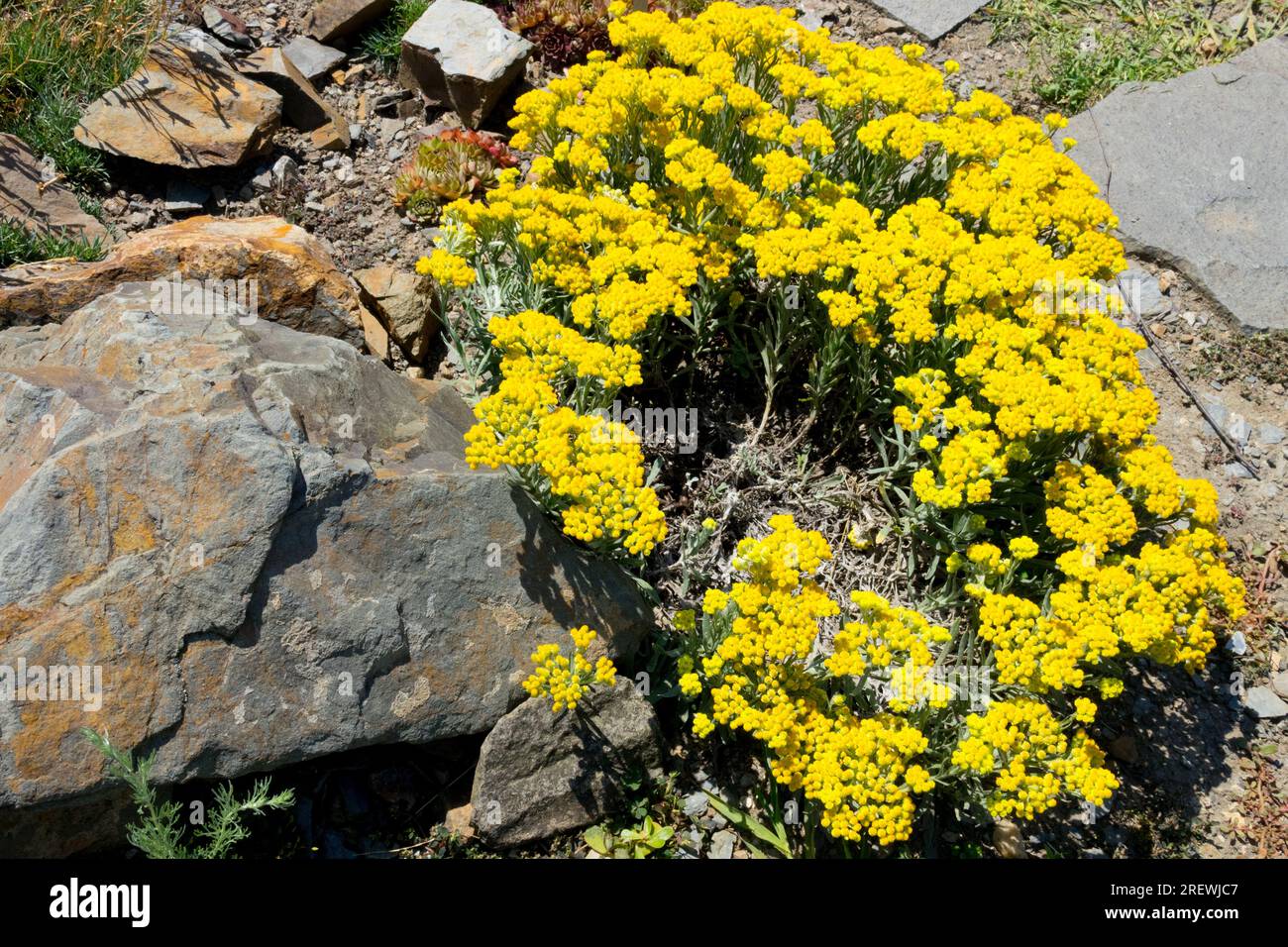 Alpine plants stone rockery alpines yellow garden Helichrysum Stock Photo