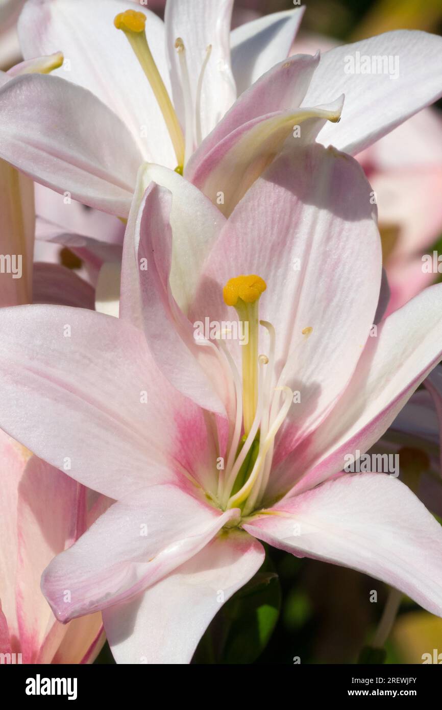 Pink, Garden, Flowers, Flower, Lilies, Hybrid, Lilium, Other hybrids, Plants, Lily, Plant, Lilium 'Bentley' Stock Photo