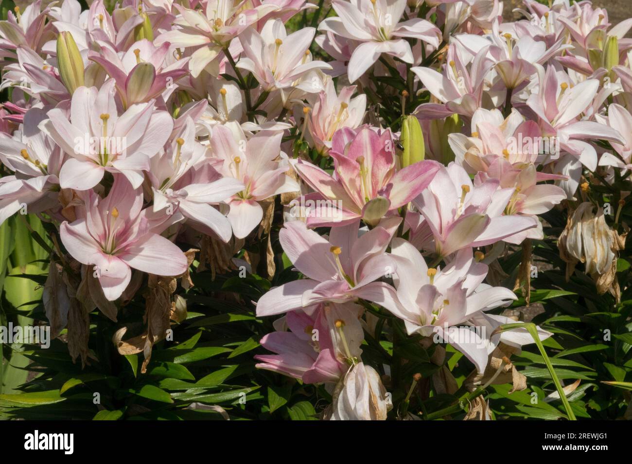 Pink, Garden, Flowers, Flower, Lilies, Hybrid, Lilium, Other hybrids, Plants, Lily, Plant, Lilium Bentley Stock Photo