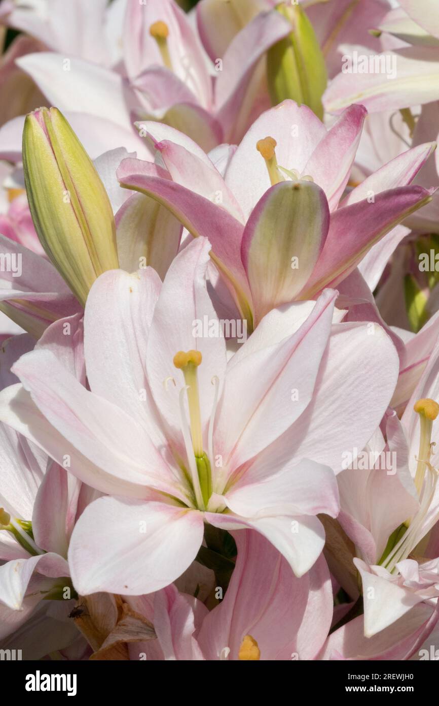 Pink Flowers garden Flower, Lilies, Hybrid, Lilium, Other hybrids, Plants, Lily, Plant, Lilium Bentley Stock Photo
