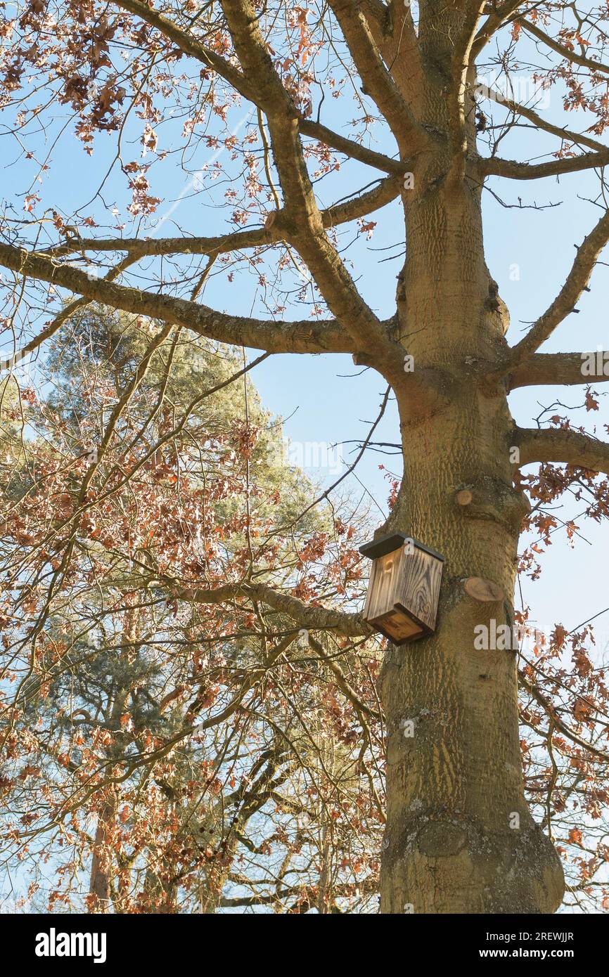 Bird house on a tree. Wooden birdhouse, nesting box for birds in park