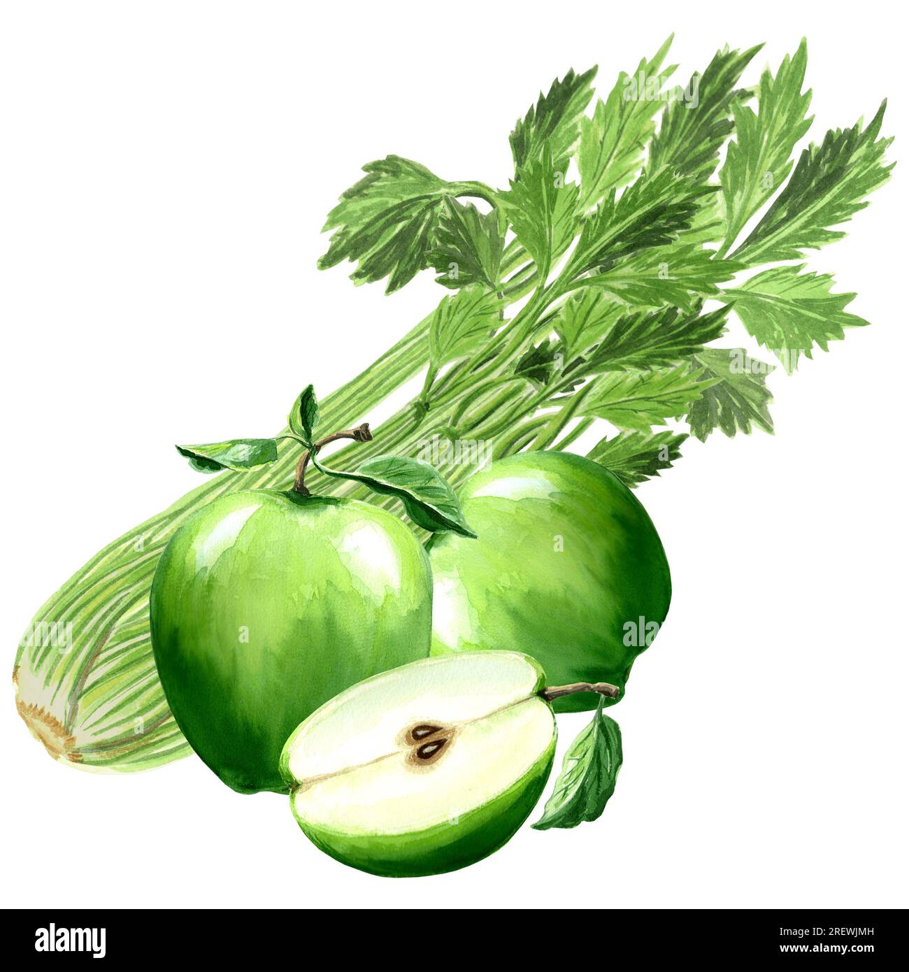 Watercolor illustration of green apple and celery. Hand drawn