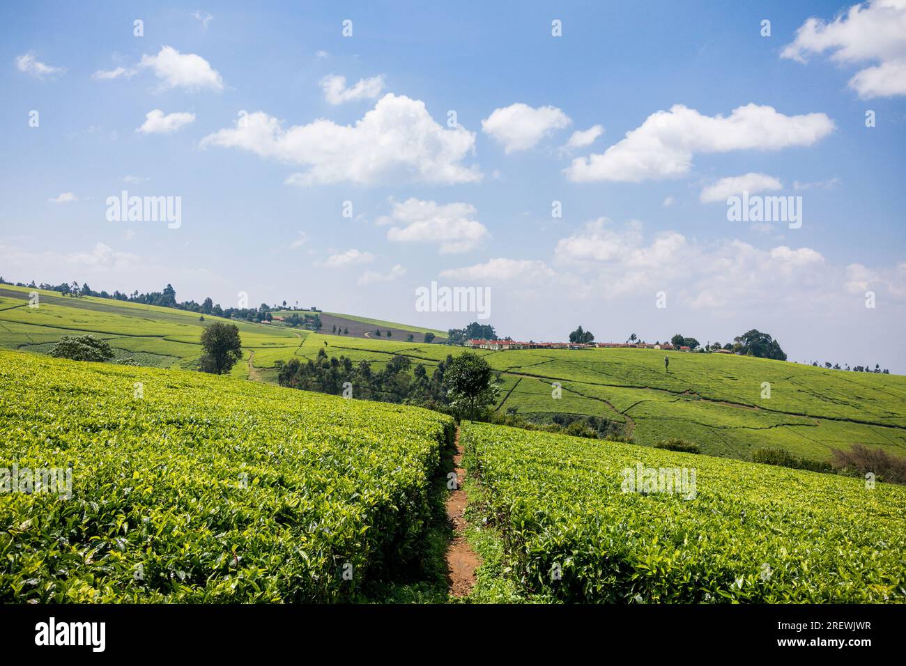 Kiambu County Limuru Central Province Thika Tea Leaves Farm Farming ...