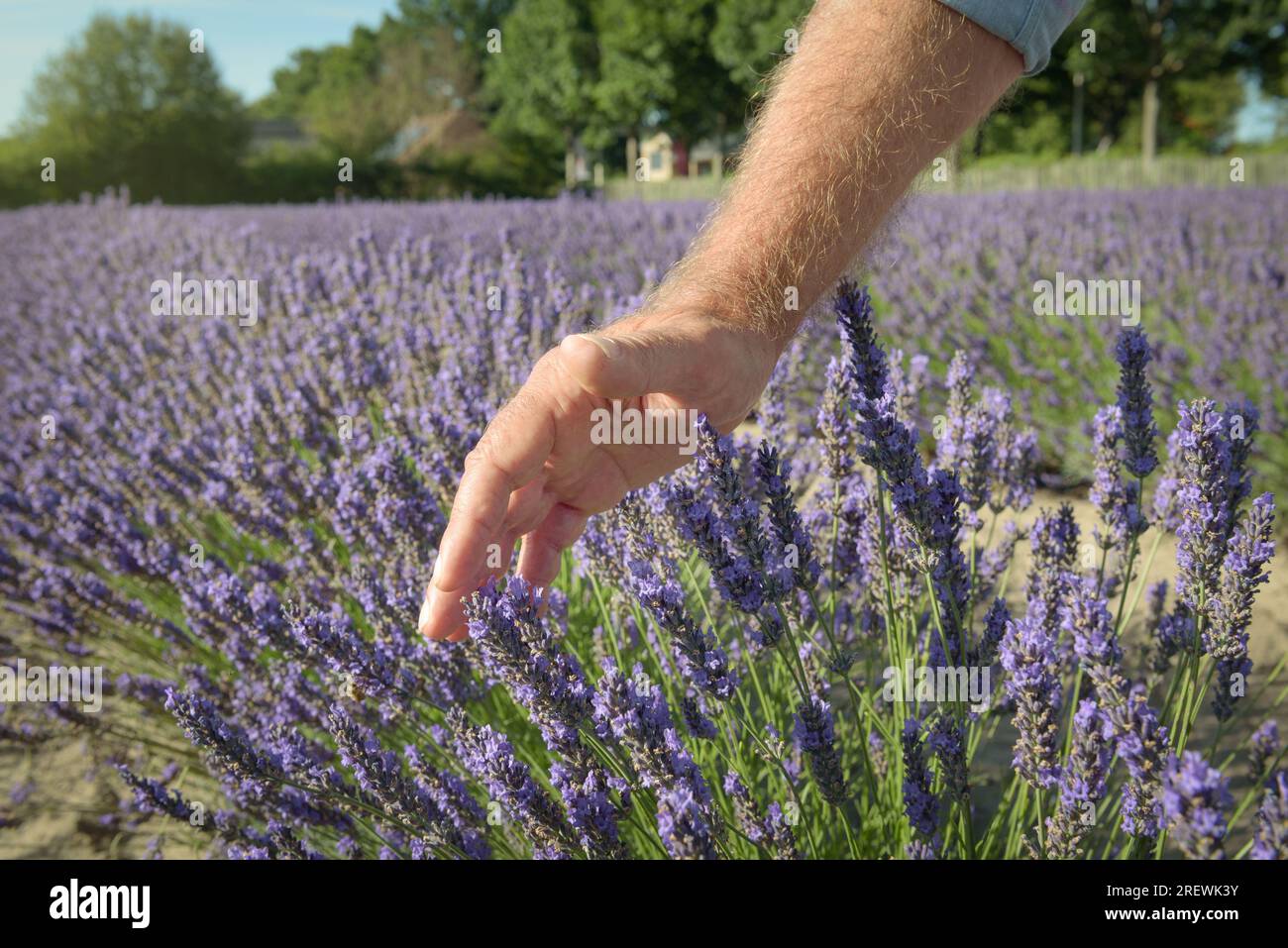 Close up male hand softly touching blooming lavender flowers in field. Aromatic plants farm. Blossom time sunny day blue sky natural background. Stock Photo