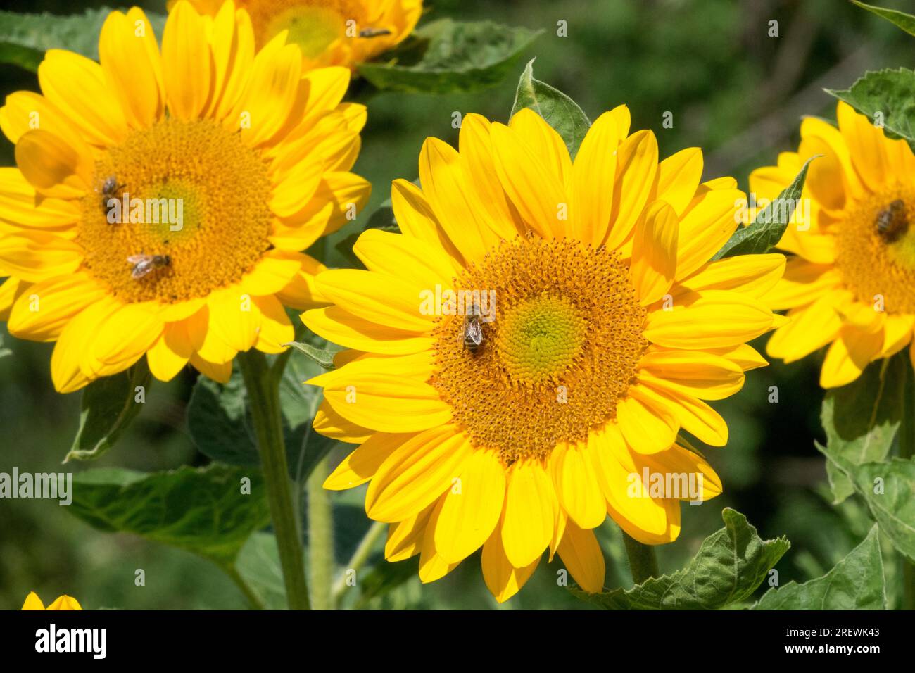 Garden Sunflowers 'Vincent's Fresh' Sunflower Helianthus annuus Bee summer flower Stock Photo