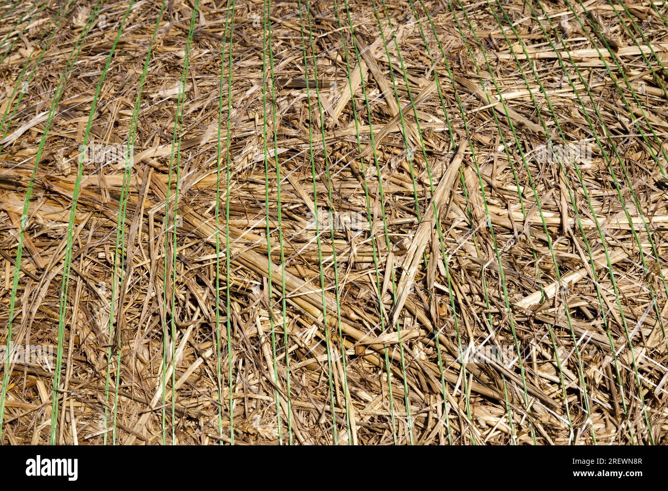 stubble and straw stacks remaining after harvest crops on agricultural