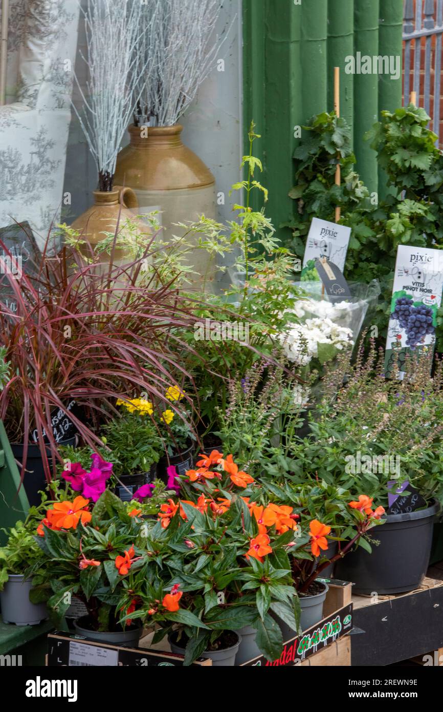 plants and flowers for sale at a shop selling garden items Stock Photo