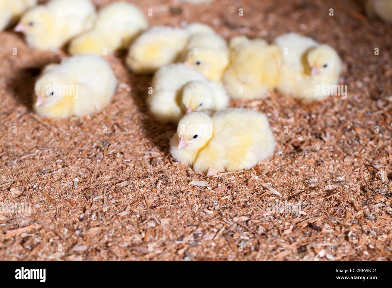 chicken chicks at a poultry farm where broiler chicken is raised for