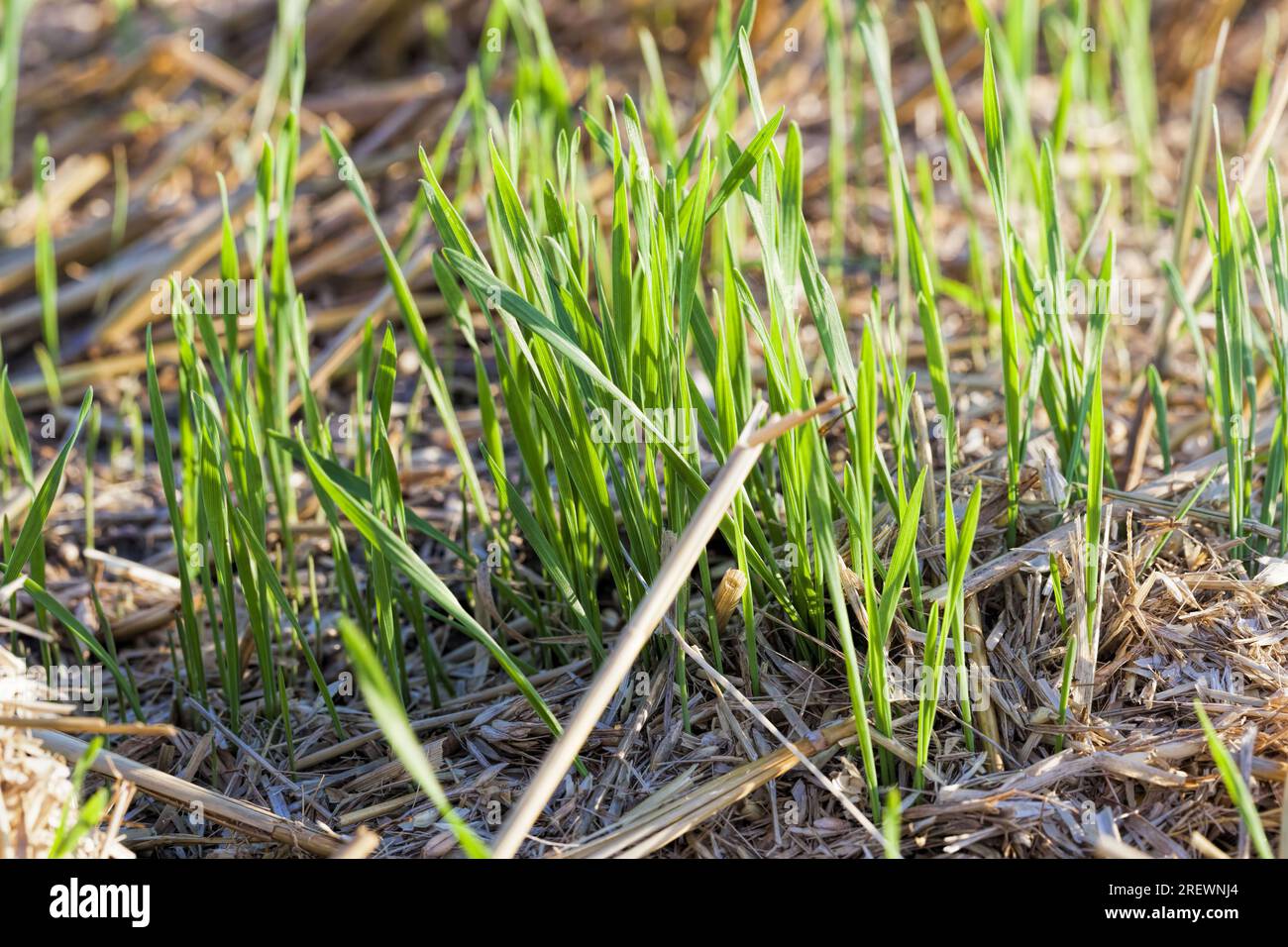 agriculture in the region, producing and growing different types of cereals including wheat, rye
