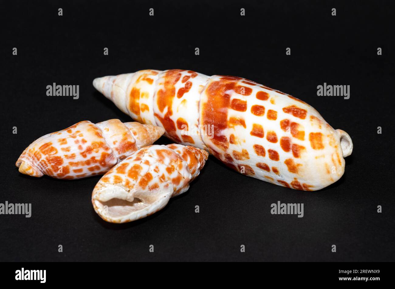 With distinctive orange patches the orange Screw or Augur Shell is a predatory gastropod that searches for marine worms in sandy shorelines. Stock Photo