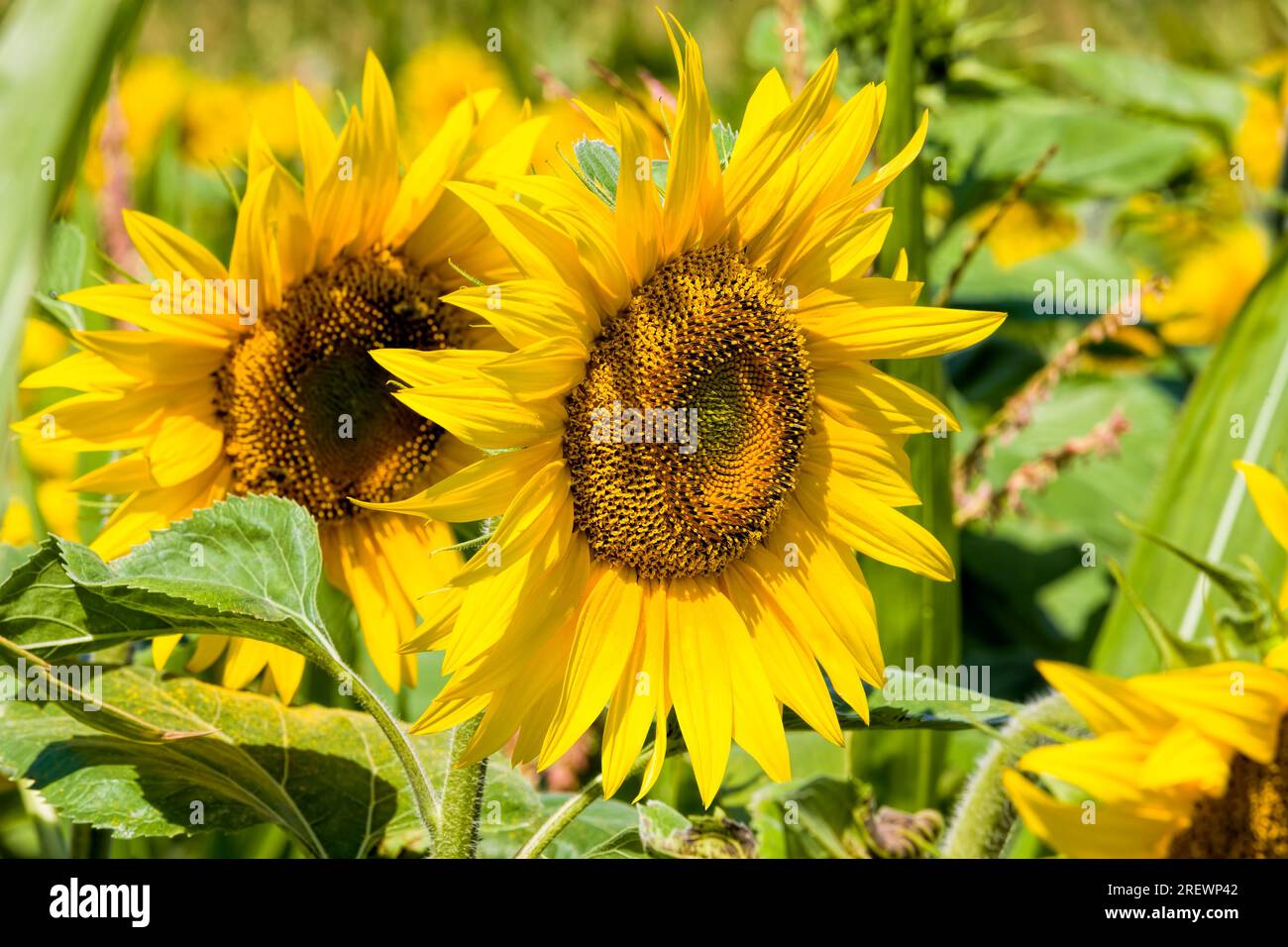 agricultural field where annual sunflowers are grown industrially