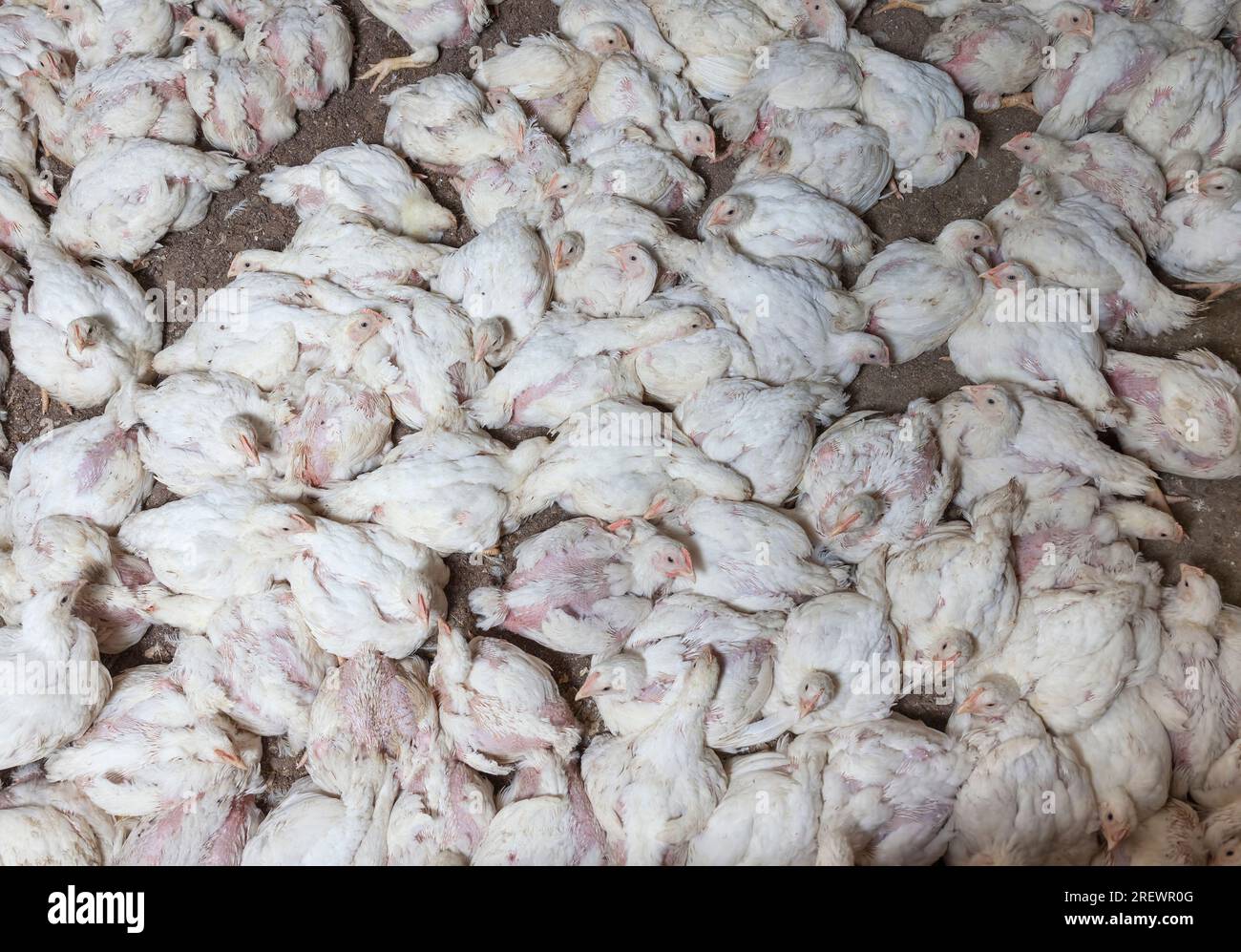 modified improved white meat chicken chicks at a poultry