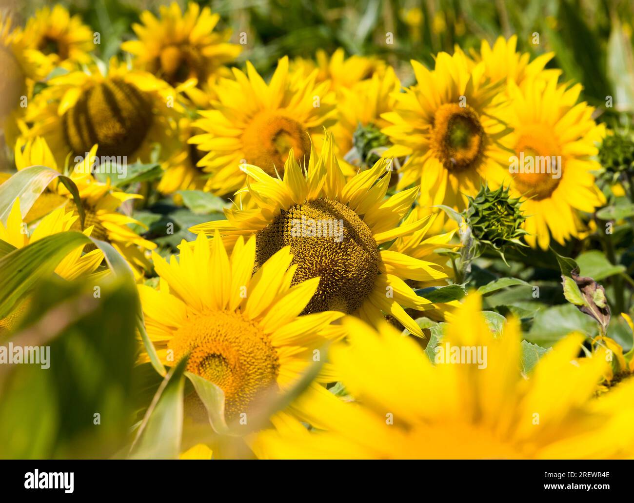 agricultural field where annual sunflowers, bright yellow flowers of