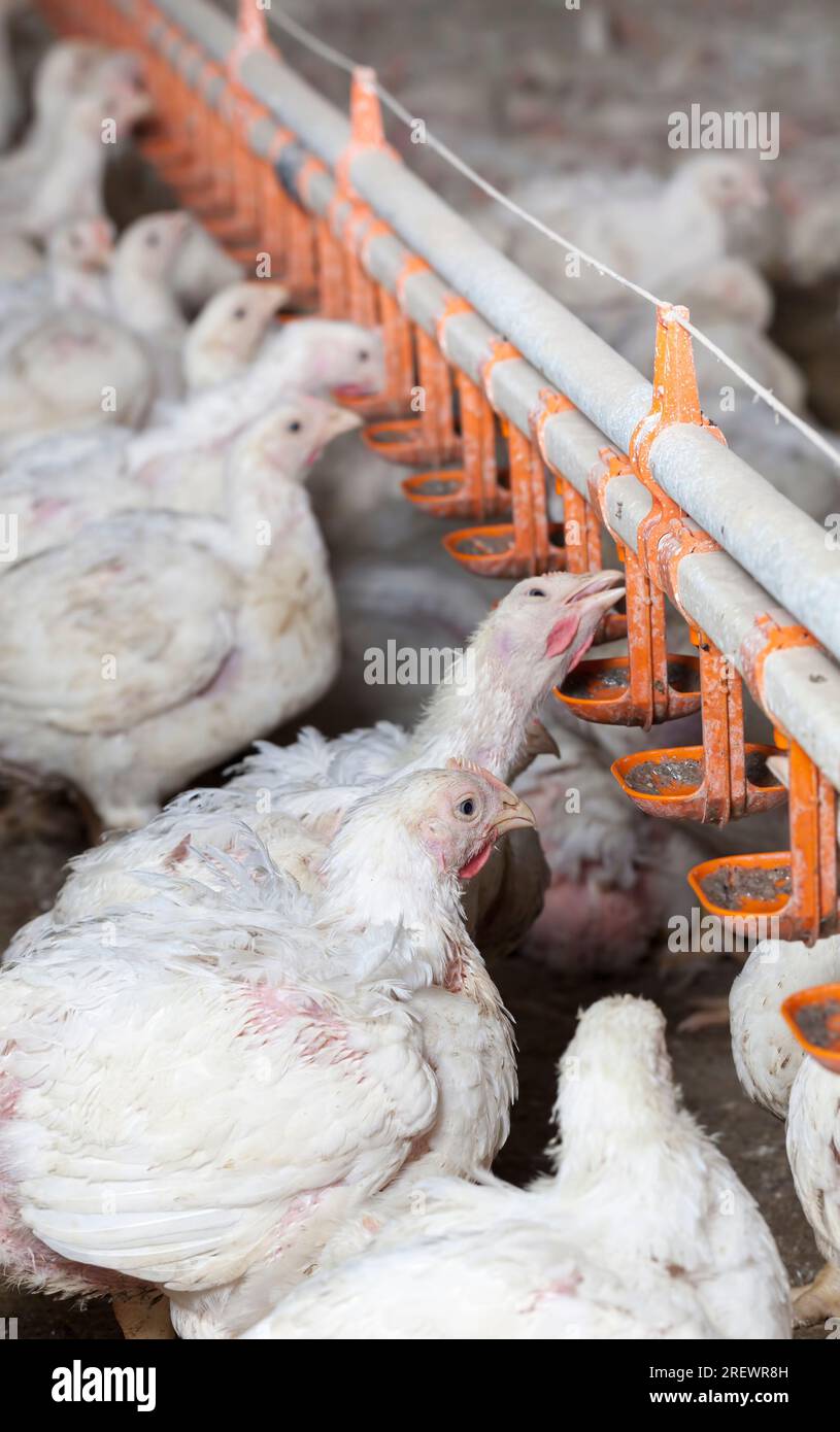 white broiler chicken chicks are raised to generate financial income from the sale of quality poultry meat chicken, a genetically improved broiler bre Stock Photo