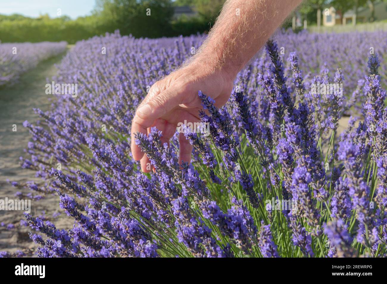 Farmers hand softly touching lavender fresh flowers in blossom close up. Aromatic plantation field. Sunny day blue sky landscape natural background. Stock Photo