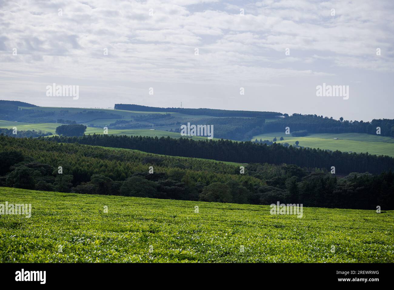 James Finlay Kericho County Great Rift Valley Kenya By Antony Trivet