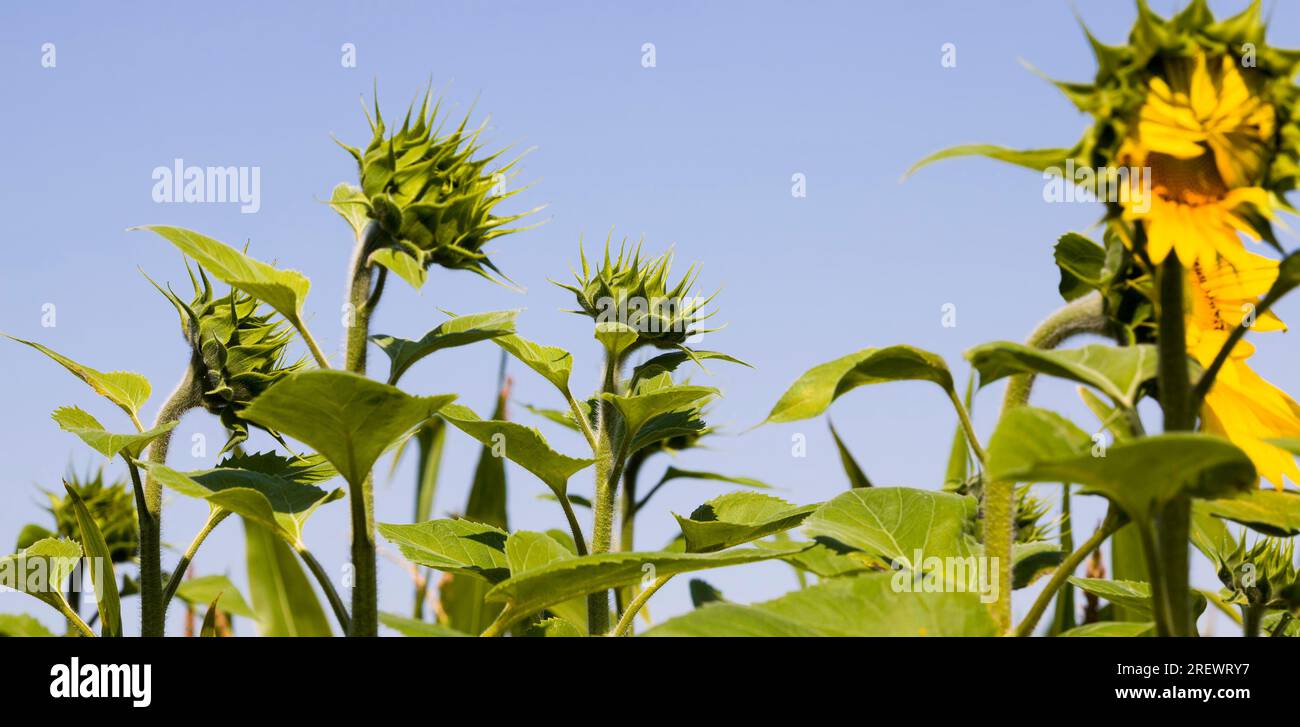 agricultural field where annual sunflowers are grown industrially