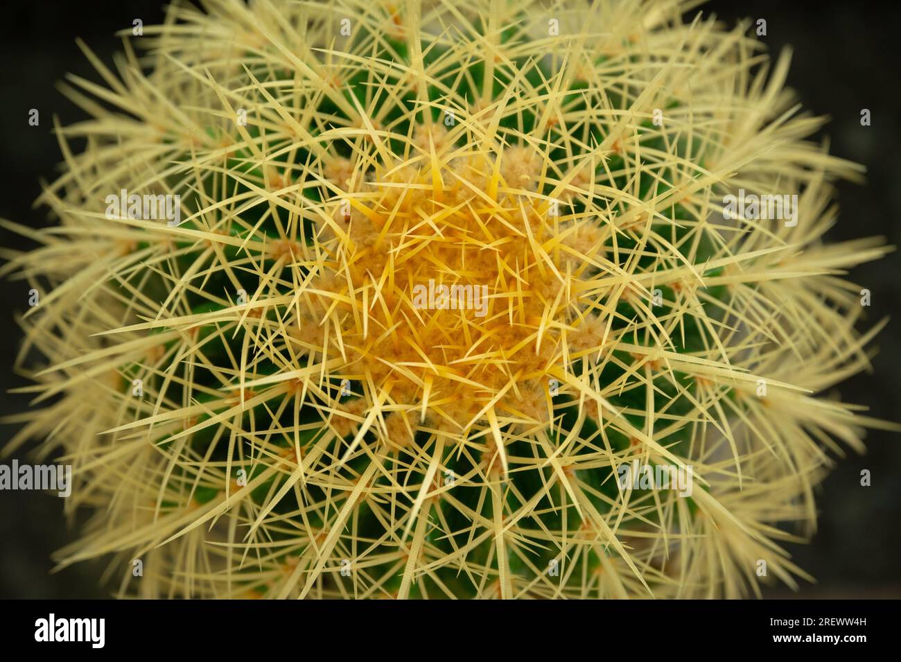 Close-up of a green cactus with spiky, yellow spines Stock Photo