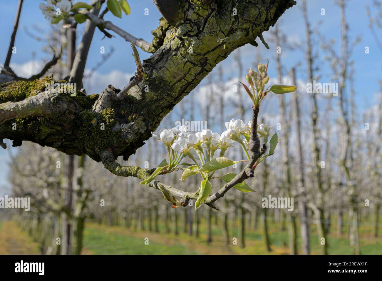 Pear tree branch with flowers. Spring beautiful landscape with pear trees. Stock Photo