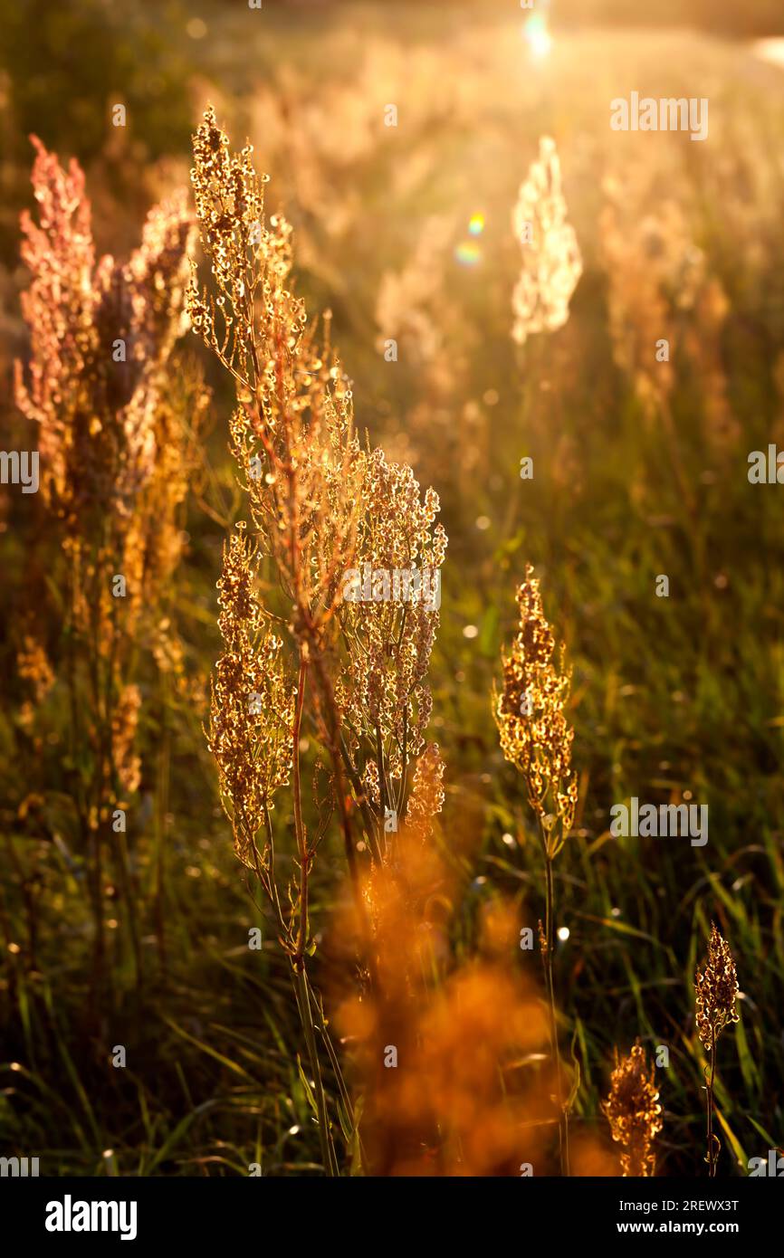 yellow dry grass growing in natural conditions, yellowed grass in