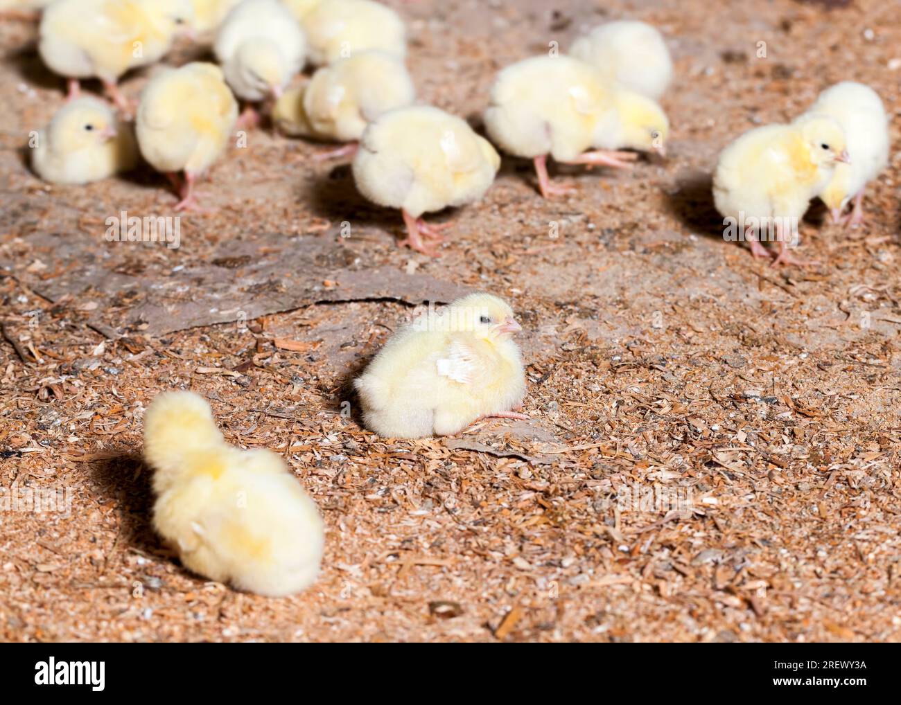 genetically enhanced white chicken chicks at a poultry farm where broiler chicken is raised for meat, many young meat chicken chicks, closeup Stock Photo