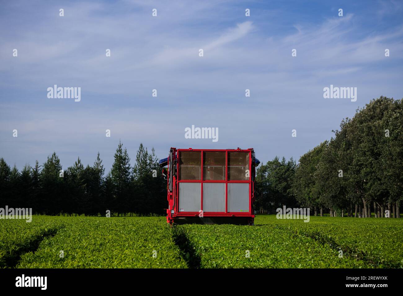 Ochiai Cutlery Manufacturing Tea Harvester Plucking Machine Stock Photo