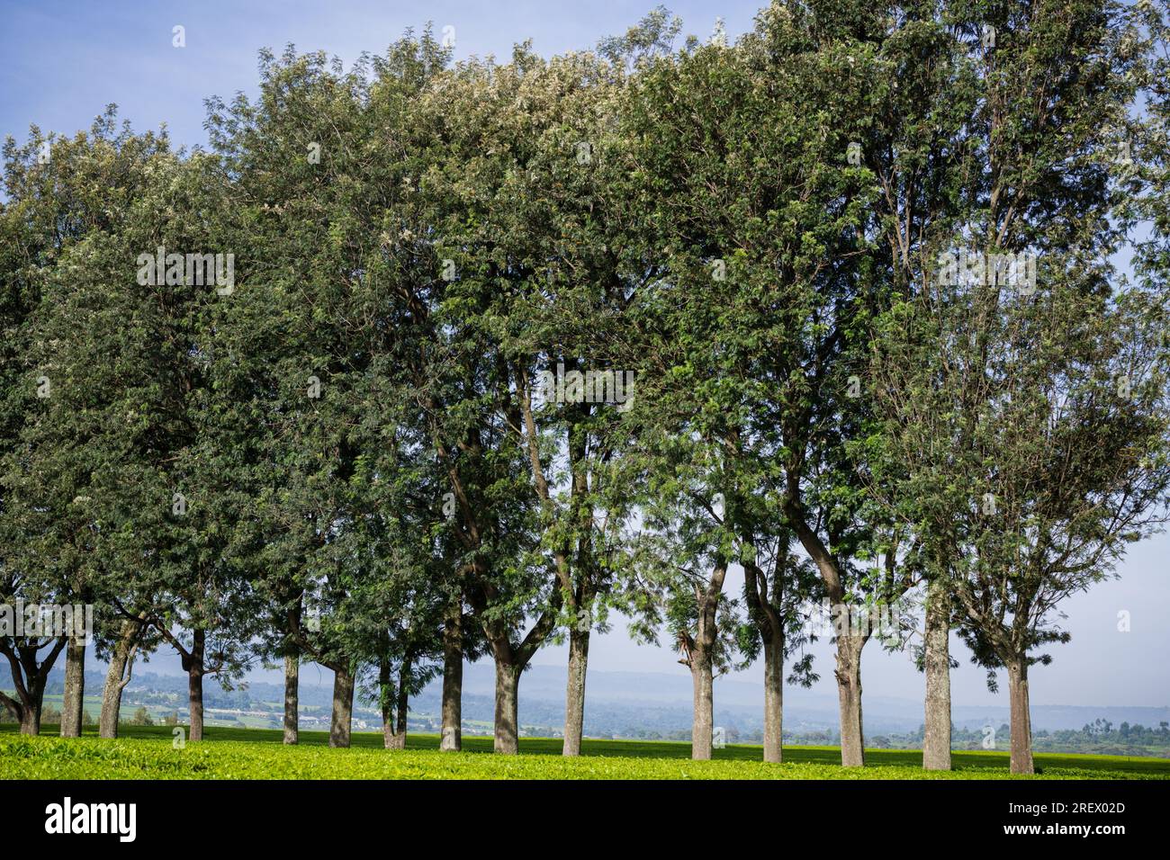 James Finlay Kericho County Great Rift Valley Kenya By Antony Trivet