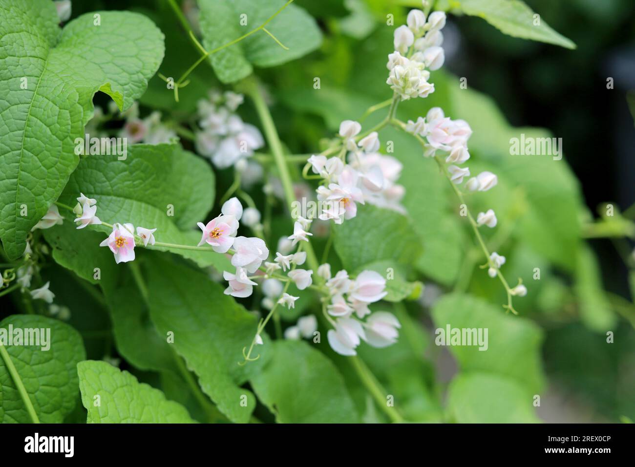 Close up and selective focus of Antigonon leptopus, white and tiny flowers, nature wallpaper Stock Photo